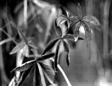 Exa + Tessar 2,8/50 - Beauties of Decay and Other Stories