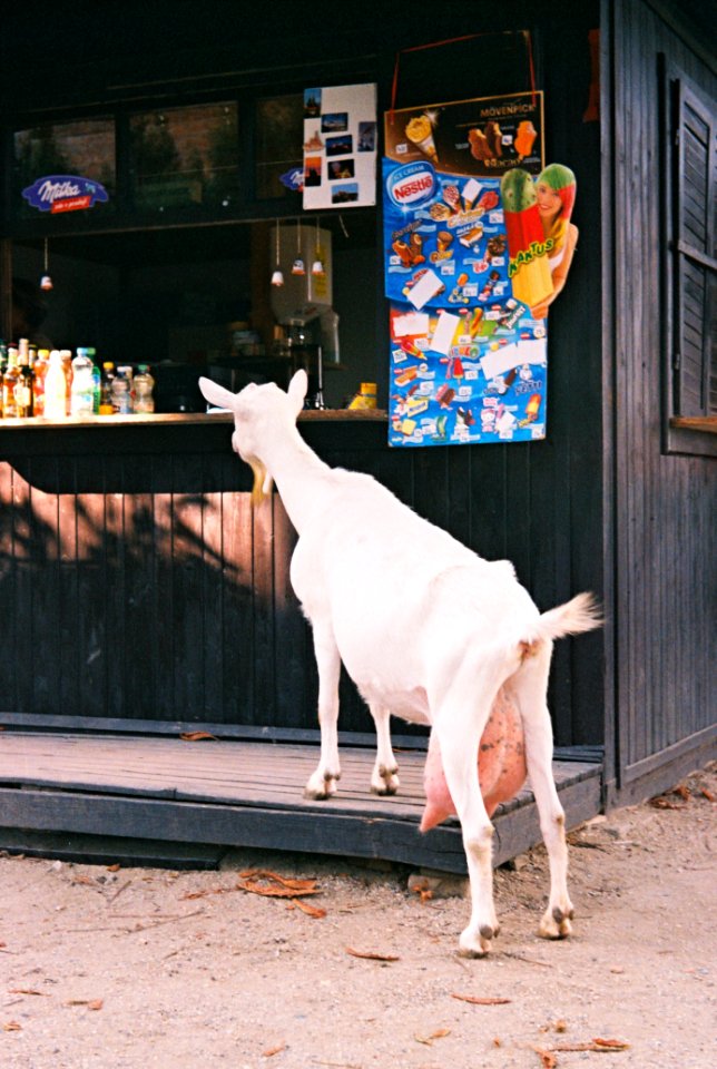 Voigtländer Vitoret - A Goat at Snack Bar