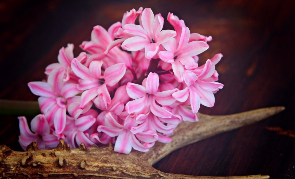 Pink plant spring flower
