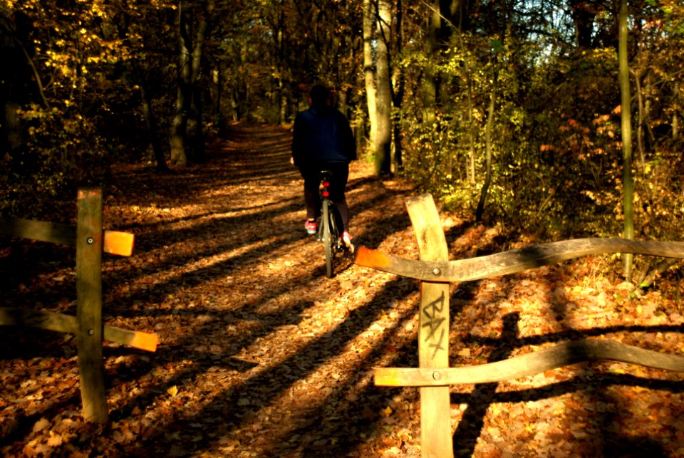 Sony Alpha A230 with MIR-1V - In the Wood 02