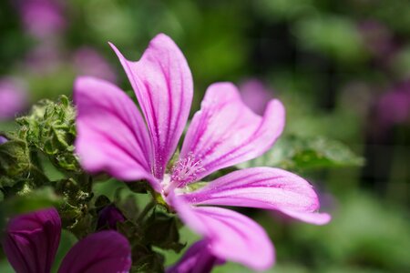 Plant nature pink mallow photo