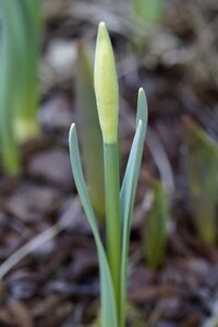 Tulip bud garden spring