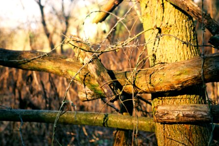 Praktica MTL 3 + Industar-61 L/Z - Barbed Wire Study 2