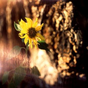 Kiev-80 with MIR-38V 3,5/65 - Evening Flower 2