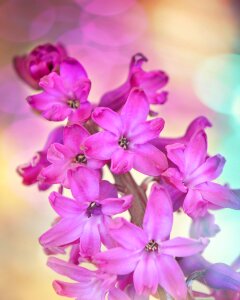 Plant spring flower pink photo