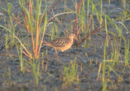 DSCN3582 c Short-billed Dowitcher  Bourbonnais IL 7-19-2014