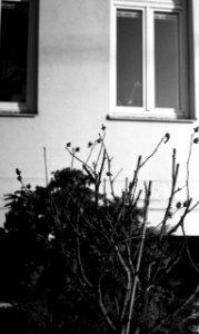 Kiev 4 + Helios 103 - Dead Roses
