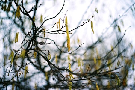 Praktica MTL 5 +  Helios 44-2 2/58 - Catkins