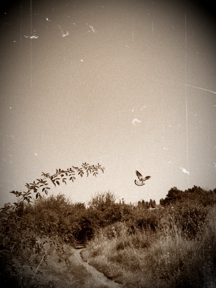 Flying Away - vintage version