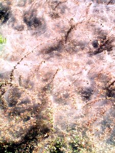 Entangled in Huge Cobweb 3