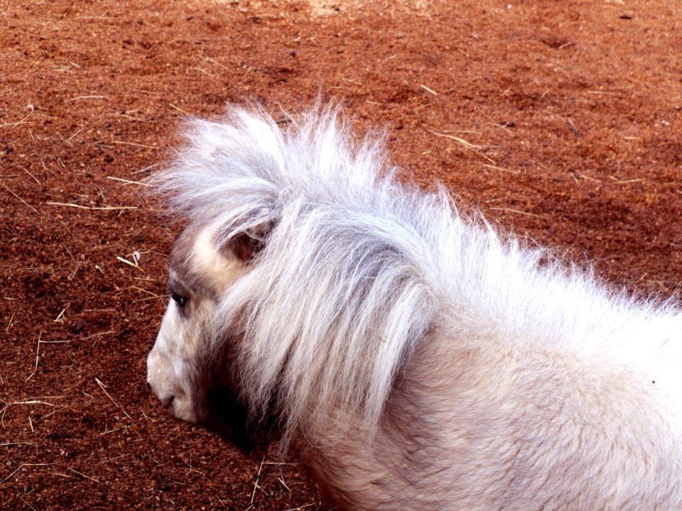 Pony 1