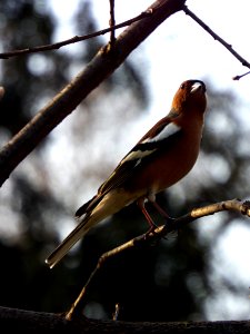 Chaffinch in Lužánky Park