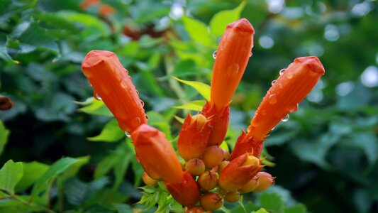 Wet flower garden macro