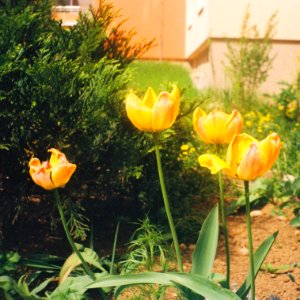 Vilia-Auto - Retro Flowers