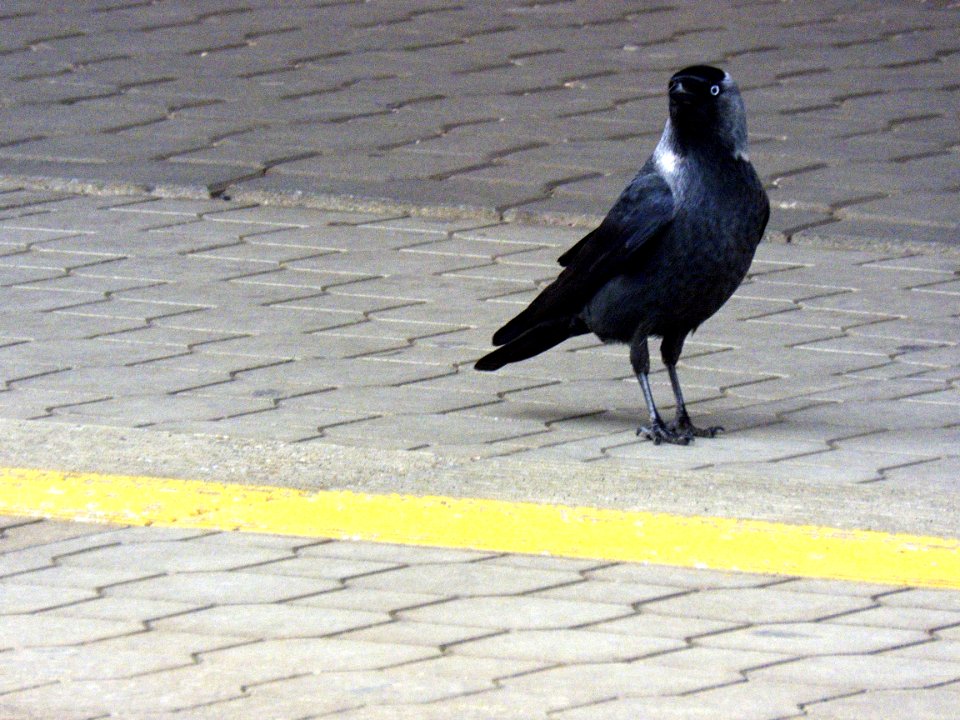 Jackdaw in Pardubice Train Station