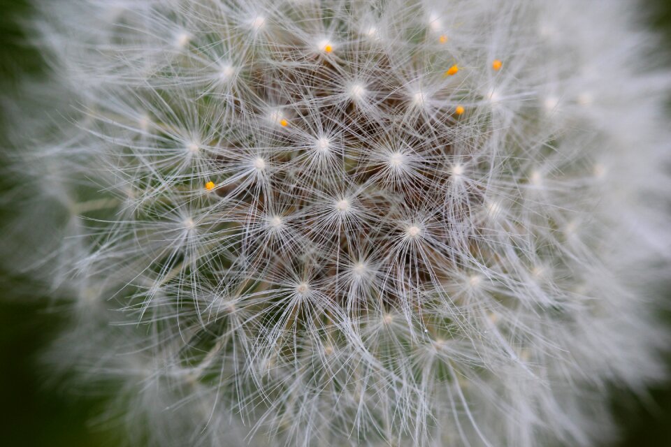 Dandelion organic weed