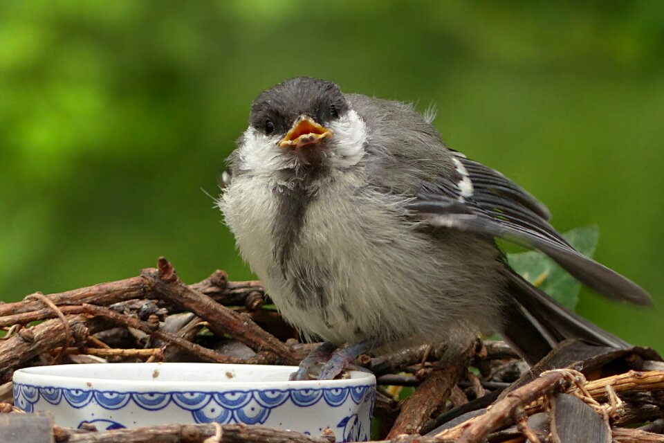 Parus major young foraging