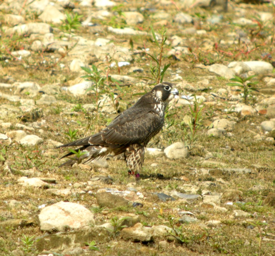 DSCN5426 c Peregrine Falcon  Kankakee Co IL 9-14-12