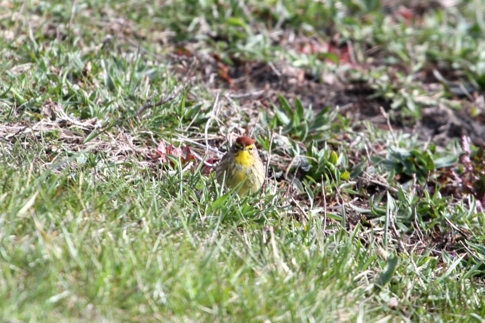 IMG 9021c Palm Warbler Willow Slough FWA IN 4-17-2018