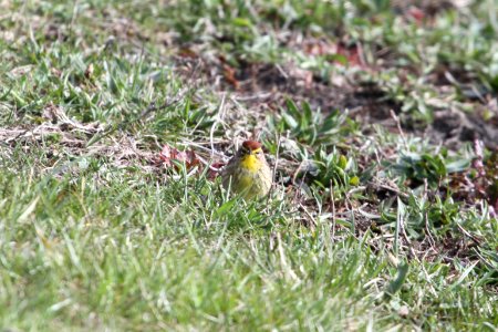 IMG 9021c Palm Warbler Willow Slough FWA IN 4-17-2018