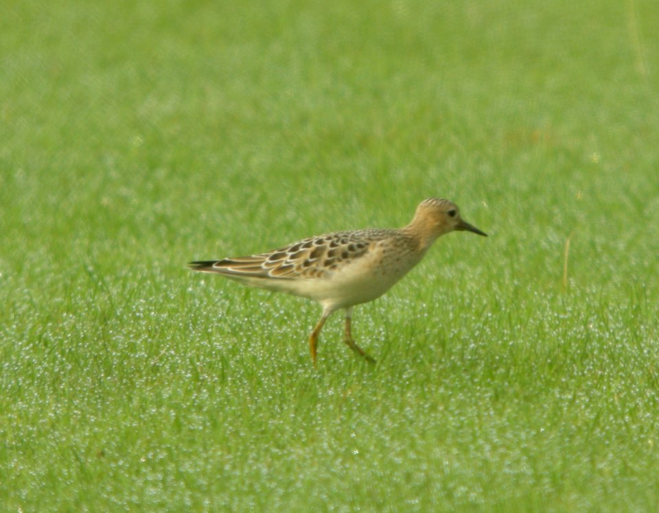 DSCN7887c Buff-breasted Sandpiper Sod Farm Momence IL 8-31-2016