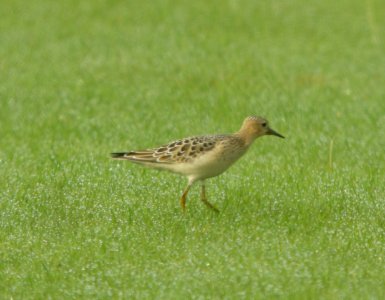 DSCN7887c Buff-breasted Sandpiper Sod Farm Momence IL 8-31-2016