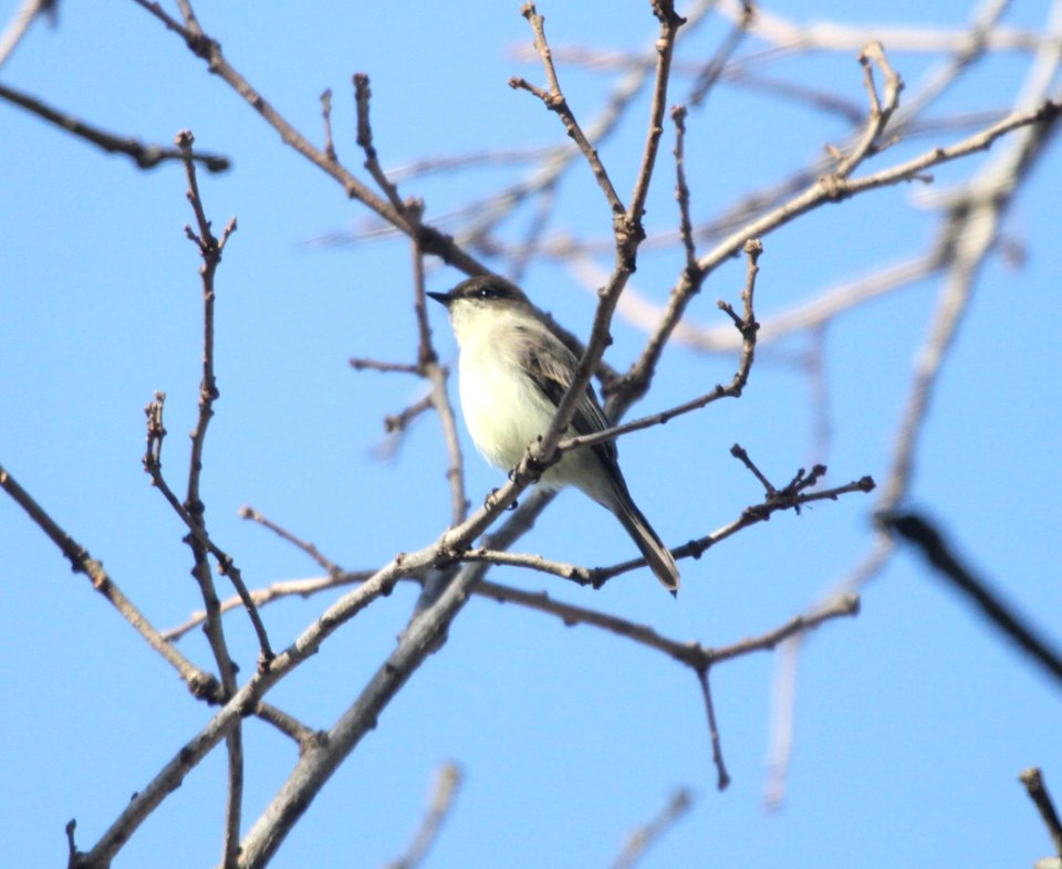 IMG 5706 c Eastern Phoebe Kankakee River SP IL 11-24-2015