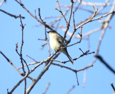 IMG 5706 c Eastern Phoebe Kankakee River SP IL 11-24-2015