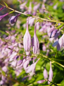 Purple light purple hosta performed