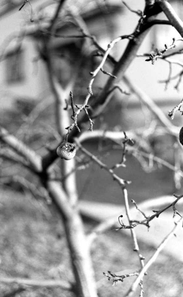 Kiev 4 + Helios 103 - Branches