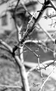 Kiev 4 + Helios 103 - Branches