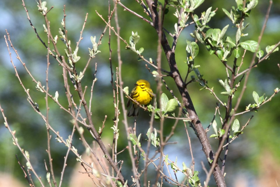 IMG 9535c Prairie Warbler Mazonia Lakes Kankakee Co IL 5-7-2018