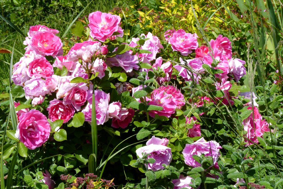Garden nature rosebush