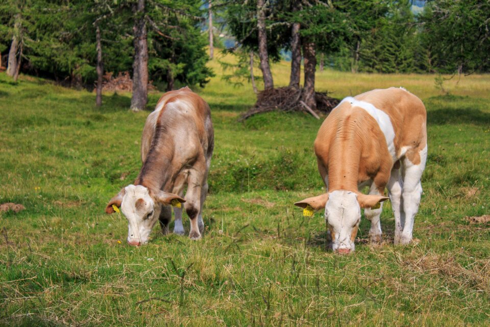 Animal cows pasture photo