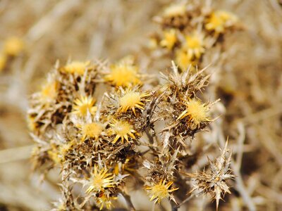 Dry wither prickly photo