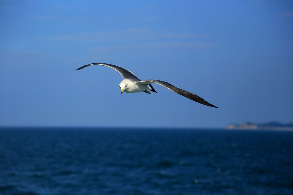 Seagull nature animal photo