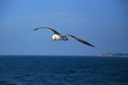 Seagull nature animal photo