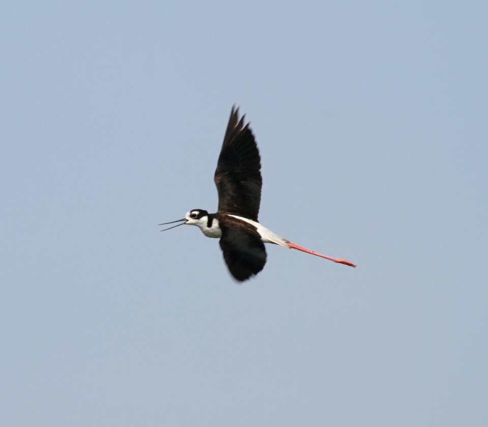 IMG 1052 c Black-necked Stilt Whispering Willows Kankakee Co IL 8-8-2015
