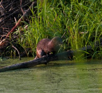 IMG 8467c Mink Willow Slough FWA IN 7-11-2016