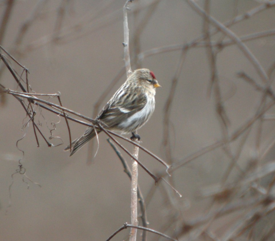 DSCN5418 c Common Redpoll Willow Slough FWA IN 12-21-2014