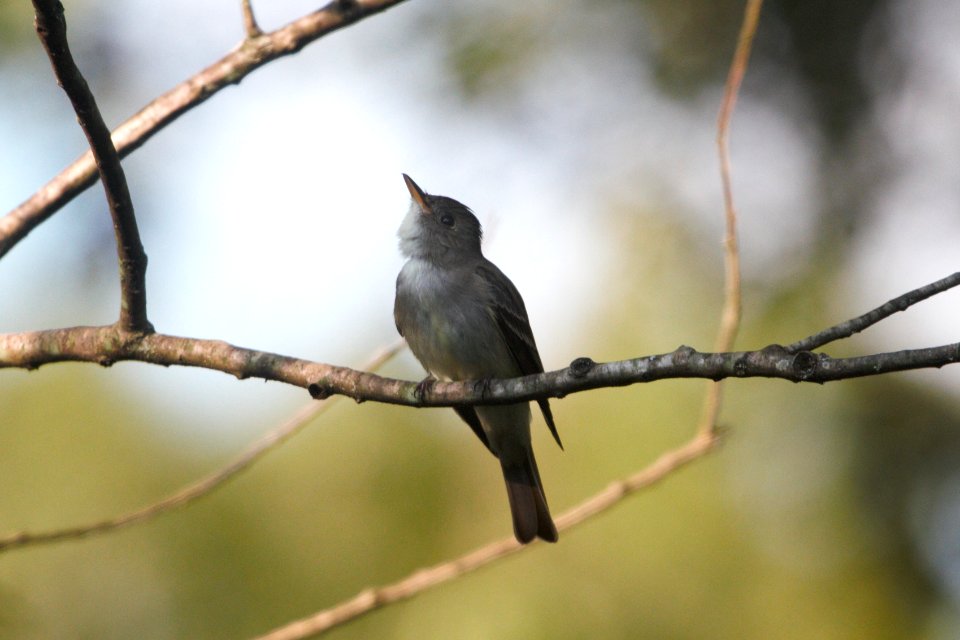 IMG 0152c-Eastern Wood-Pewee Hse Kankakee IL 8-7-2017