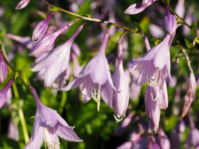 Purple light purple hosta performed