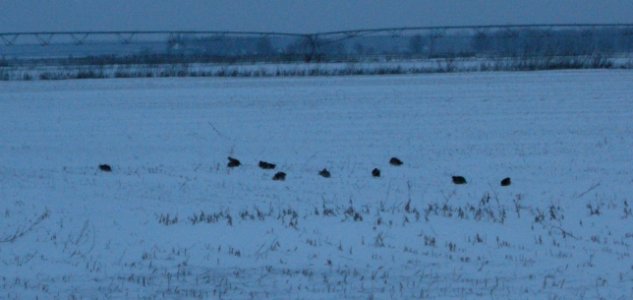 DSCN0348 c N. Bobwhite Iroquois Co IL 1-2-2014