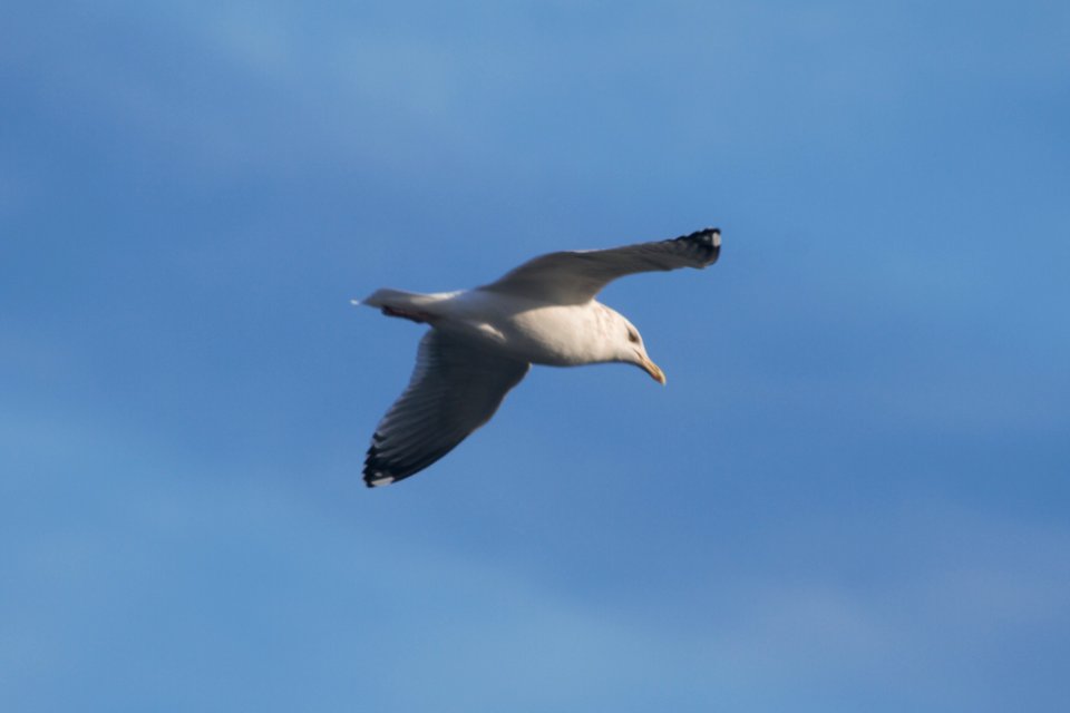 IMG 7961c Herring Gull Dam Kankakee-IL 2-14-2018