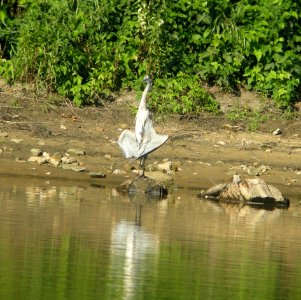 DSCN9251 c Great Blue Heron Kankakee Co IL 7-19-2013