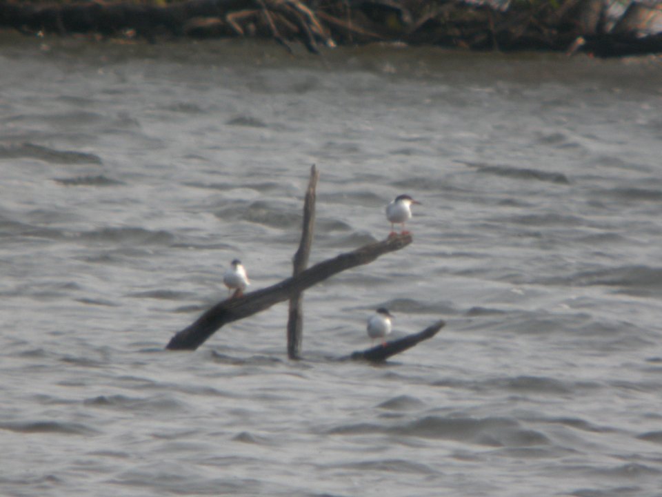 DSCN9821c Forster's Tern Willow Slough FWA IN 5-2-2018