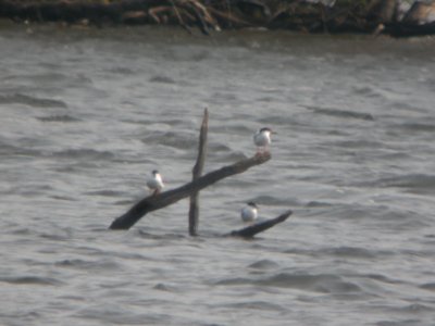DSCN9821c Forster's Tern Willow Slough FWA IN 5-2-2018