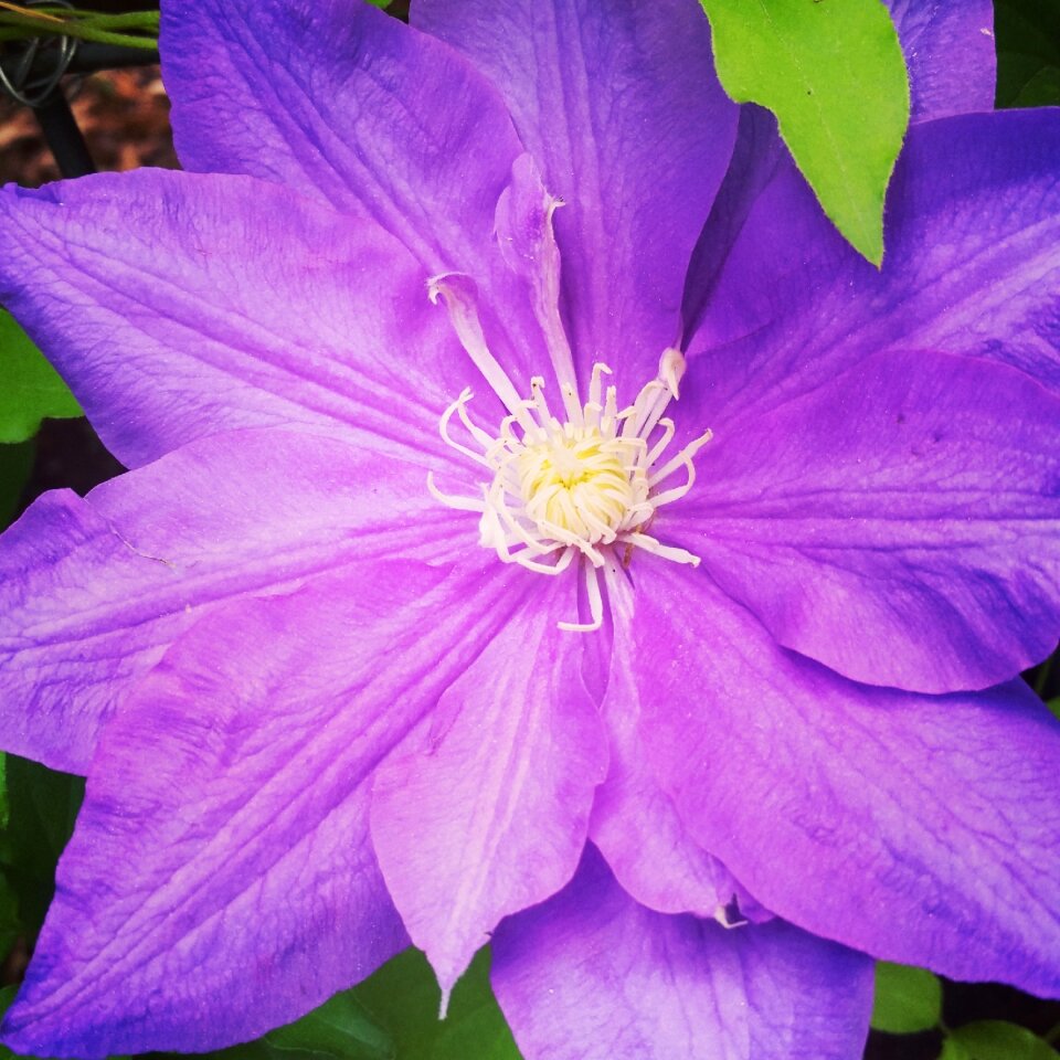 Floral garden blossom