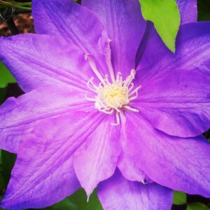 Floral garden blossom