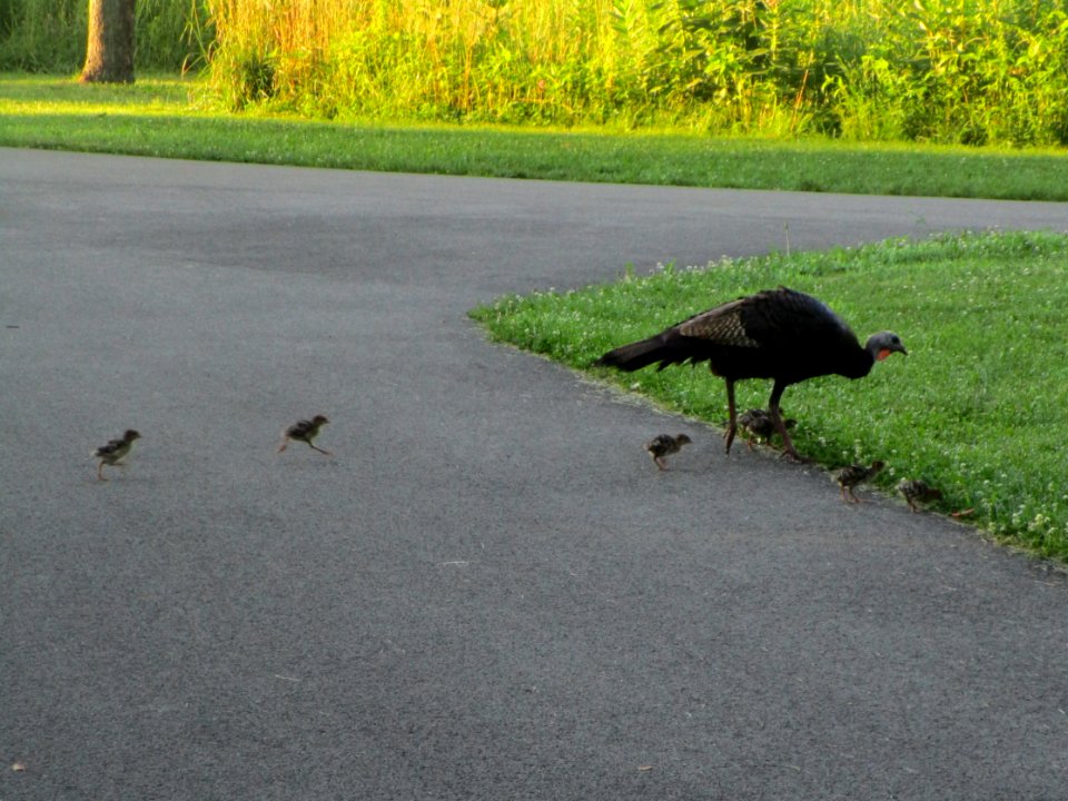 IMG 3014c Wild Turkey Perry Farm Kankakee Co IL 7-8-2017